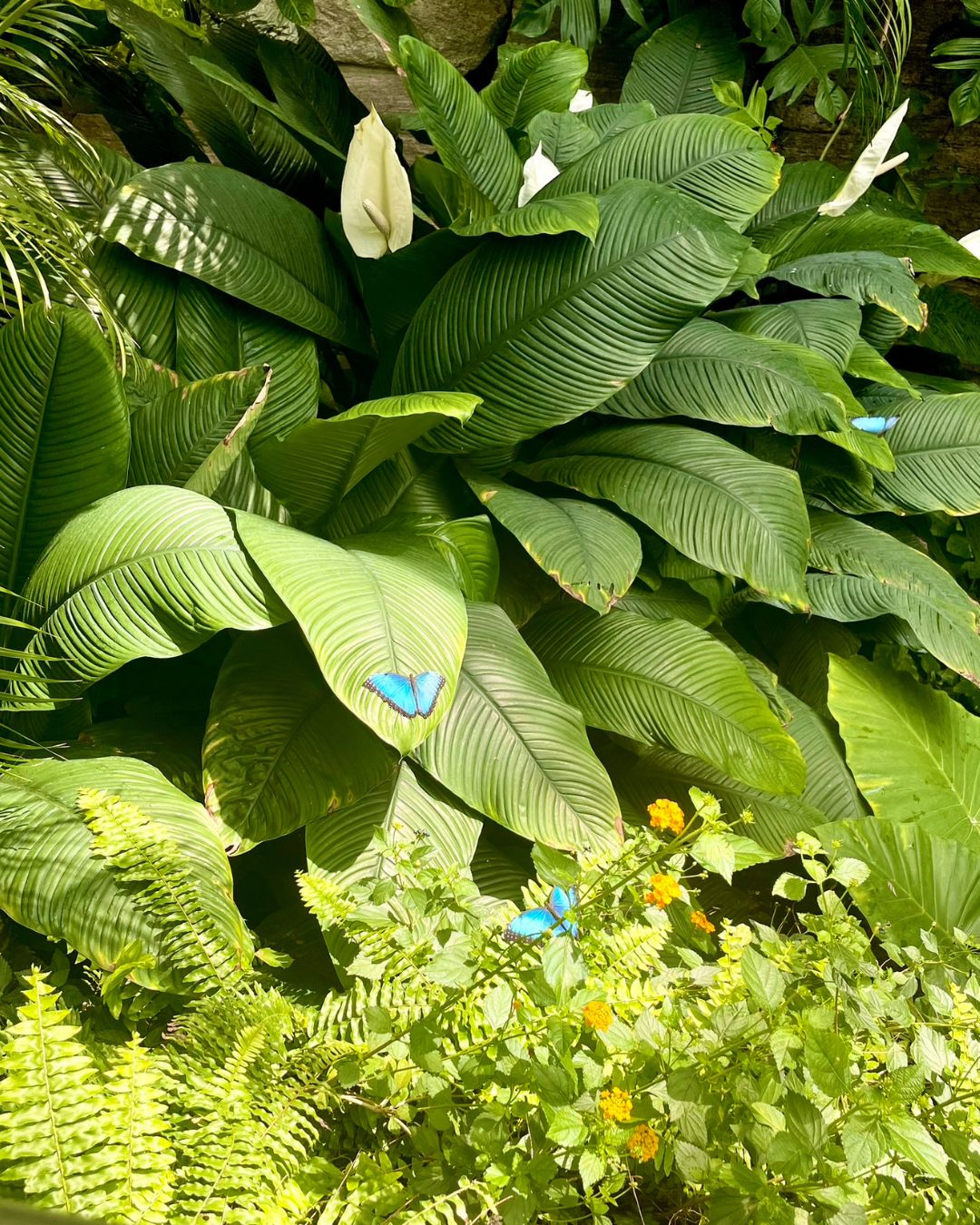 Blue butterfly at the Niagara Parks Botanical Garden
