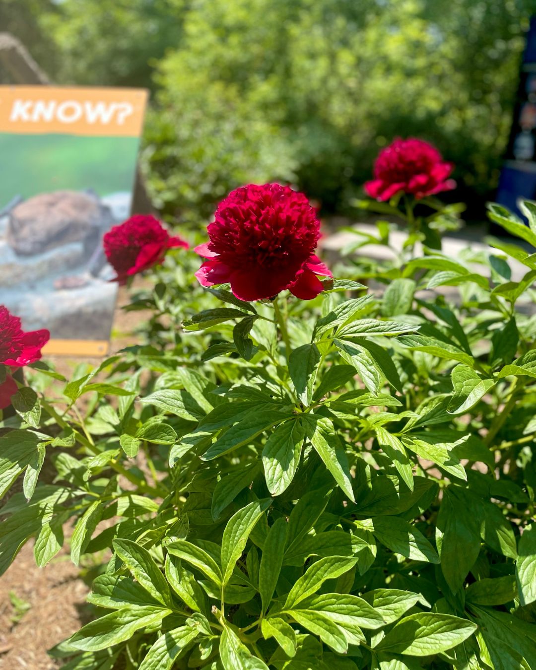 PrettyRedFlowers-SafariNiagara